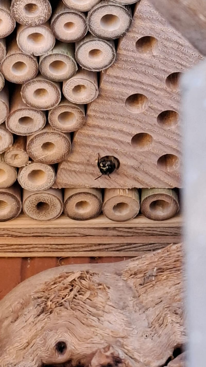Wildbiene am Einflugloch des Insektenhotels, Nahaufnahme der Röhrchen und Bohrlöcher